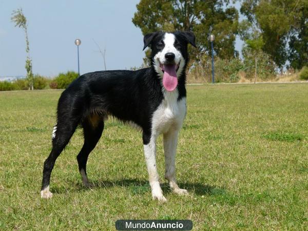 Excelente camada de Border Collie de pelo corto