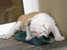 Magnificos ejemplares Bulldog Ingles Nacionales exposición y compañia - mejor precio | unprecio.es