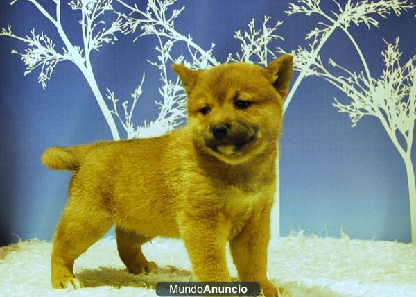 Nueva camada de Shiba Inu ejemplares de raza