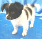 papillon adorable cachorro de buen hogar. - mejor precio | unprecio.es