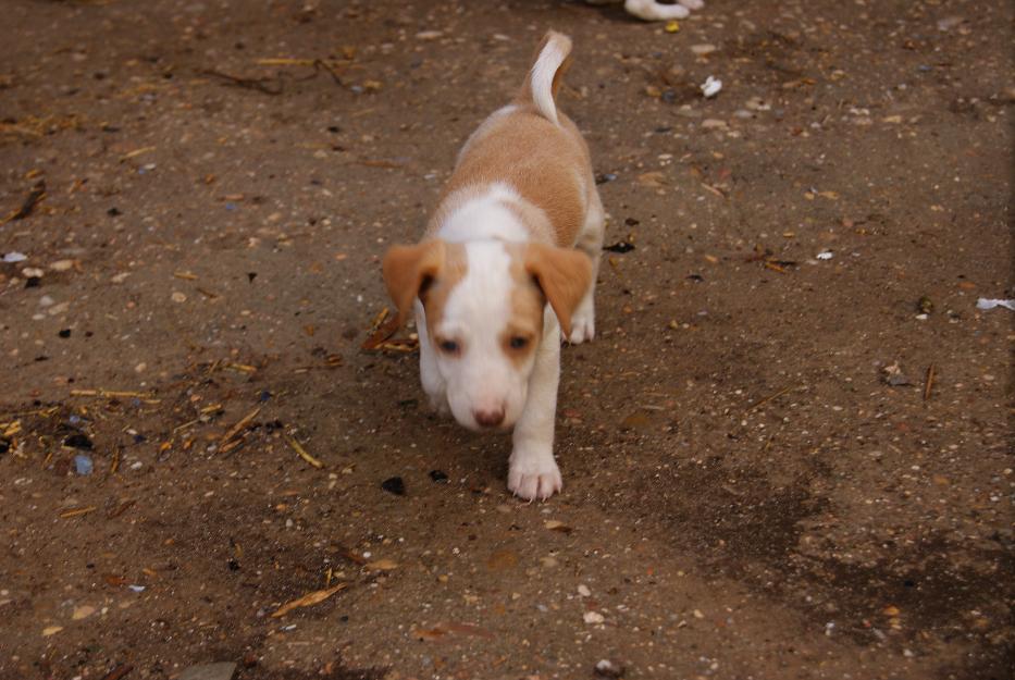 vendo cachorros baratos