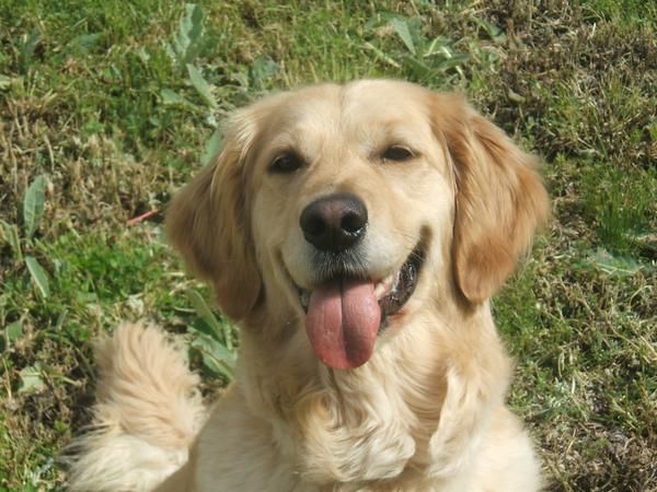 VENDO CACHORROS DE GOLDEN RETRIEVER BLANCOS Y OREADOS