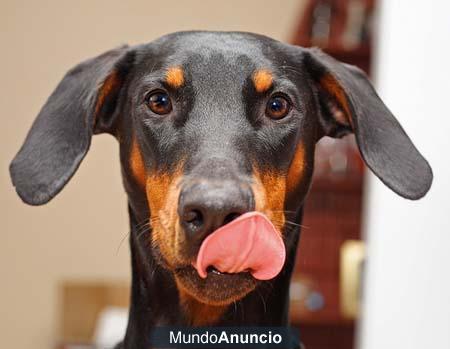 busco novio Doberman para mi perra