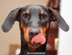 busco novio Doberman para mi perra - mejor precio | unprecio.es