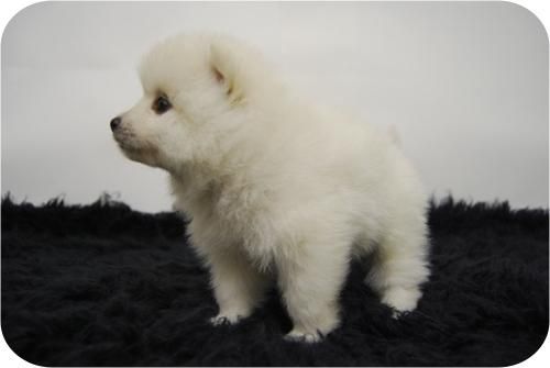 Cachorritos de Pomerania con 2 meses y total garantia.