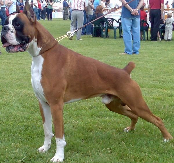 cachorros de boxer