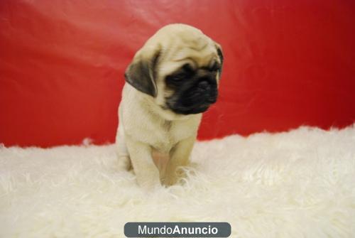 CACHORROS DE CARLINOS PUG CALIDAD Y BELLEZA CON 2 MESES