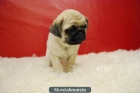 CACHORROS DE CARLINOS PUG CALIDAD Y BELLEZA CON 2 MESES - mejor precio | unprecio.es