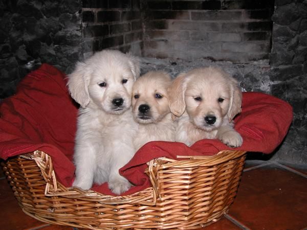 Cachorros de Golden Retriever