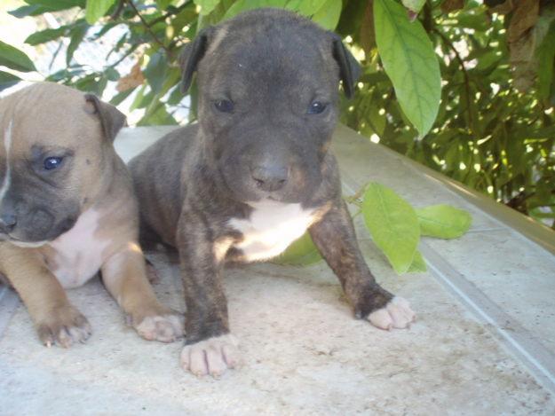 cachorros de pitbull mejicanos