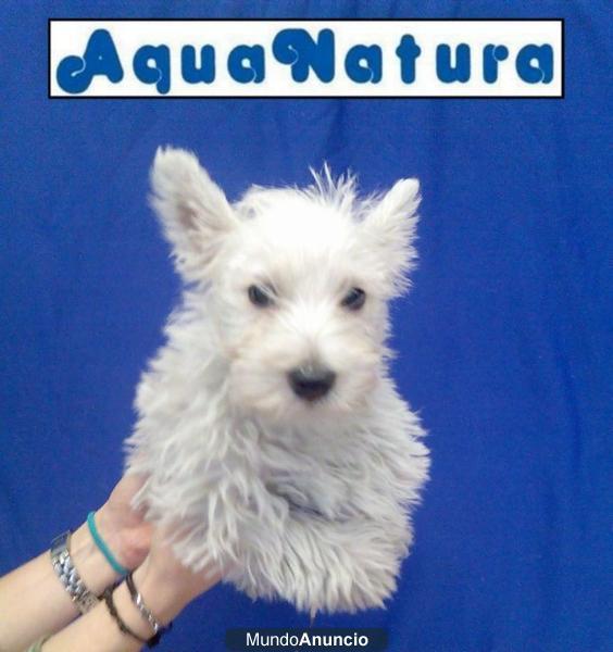 Cachorros de Westy, perros, criadero, venta –GARANTIA AQUANATURA-