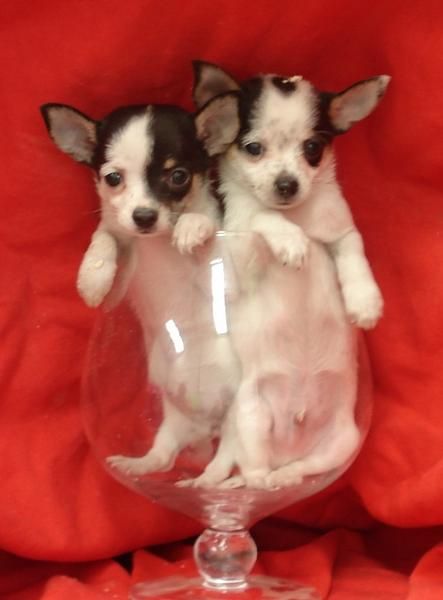 Exelentes cachorros de CHIHUAHUA super pequeño