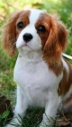 FANTASTICOS CACHORROS DE CAVALIER KING CHARLES - mejor precio | unprecio.es