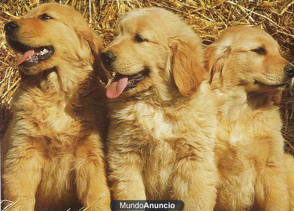 Fantasticos cachorros de golden retriever