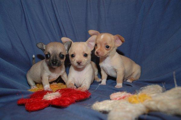 Se venden chihuahuas con exelente pedegree