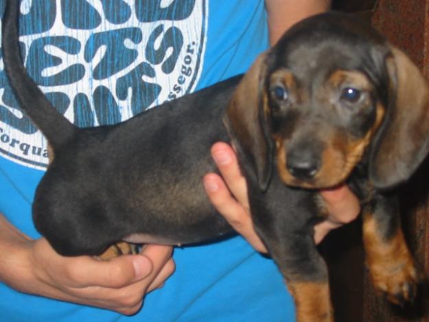 Teckel pelo fino,cachorra negro y fuego.