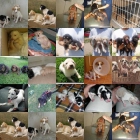 tenemos cachorritos y todas las tallas en adopcion - mejor precio | unprecio.es