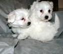 BICHON MALTES,  cachorros