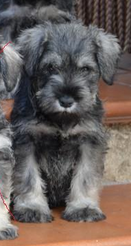 Cachorritos de Schnauzer mini, con papeles