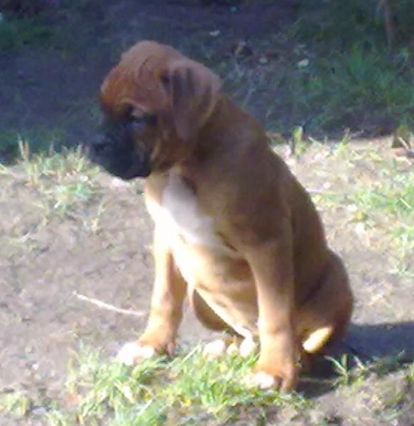 CACHORROS BOXER IMPRESIONANTES.