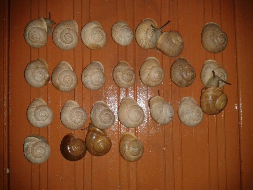 Caracoles de raza, vaqueta, serrana, moncheta, caracol blanco autenticas nada de chonetas