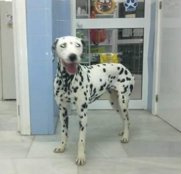 Dalmata urgente (Sevilla)