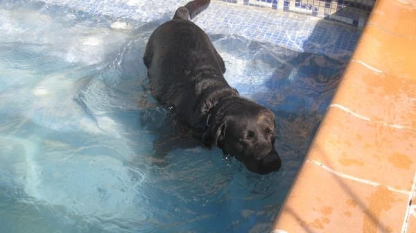 SE HA PERDIDO LABRADOR NEGRO EN URB CAN BARRI DE BIGUES I REILLS