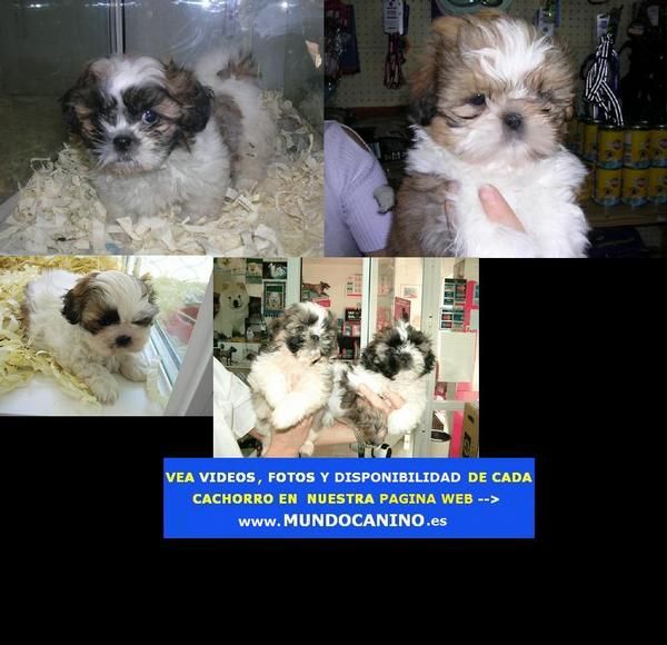 Shih Tzu, Westy, Golden Retriever y Carlino Cachorros en Tienda Virtual