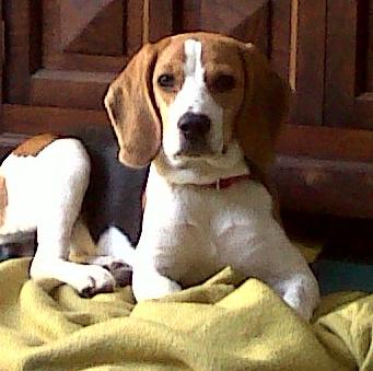 Vendo Beagle