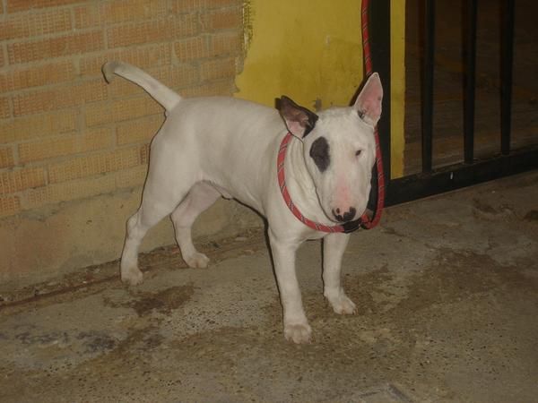 vendo bull terrier