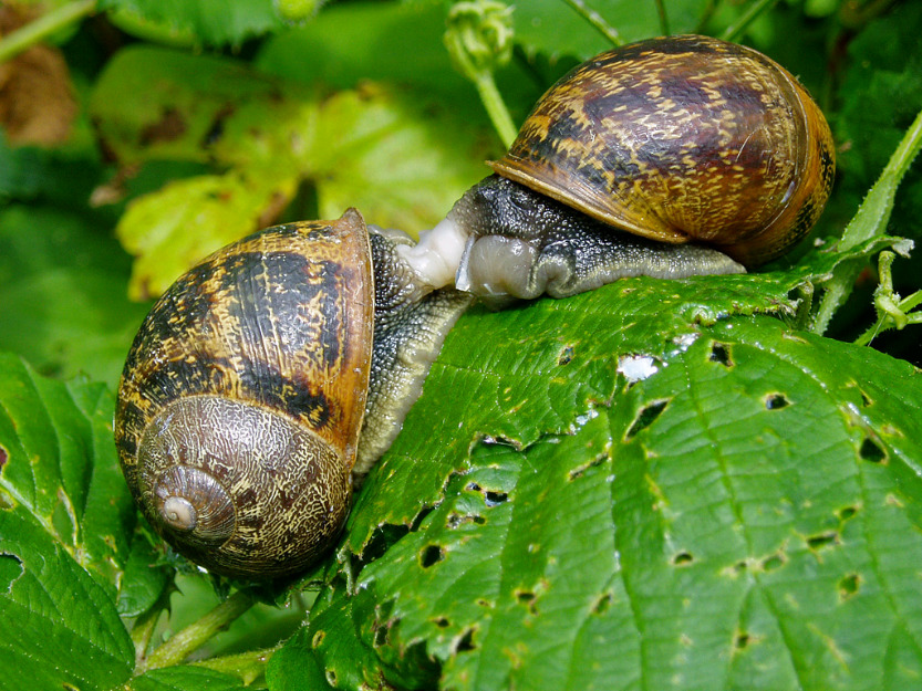 venta de caracoles helix aspersa