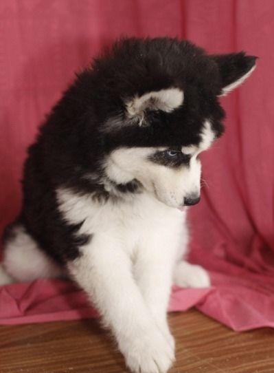 2 loe cachorros husky siberiano disponibles