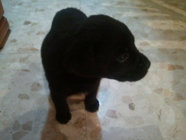 adopcion cachorro labrador