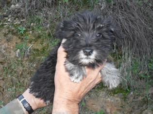 cachorros SCHNAUZER MINIATURA con PEDIGREE