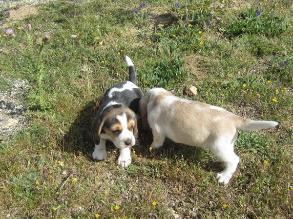 Camada de Beagles con pedigri bicolores y tricolores