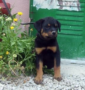 excelente camada de rottweiler