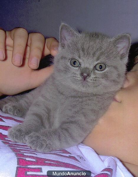 gatitos British Shorthair para la venta