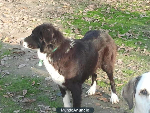 regalo cachorros Granada