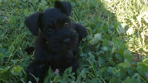 Schnauzer mini negro