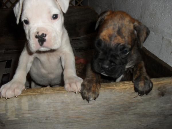 Boxer puros 5 semanas, rabo cortado, desparasitados.