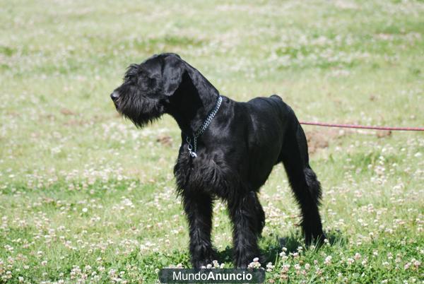 BUENOS CACHORROS SCHNAUZER GIGANTE NEGROS