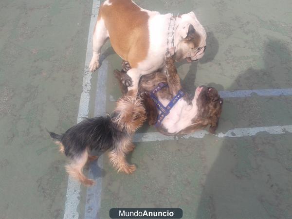 buldog ingles hembra y macho