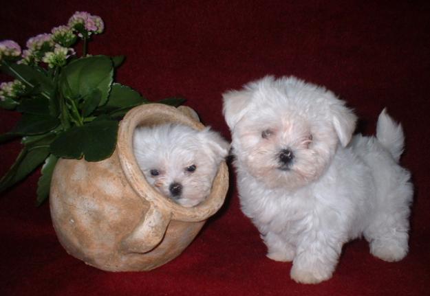 cachorritos bichon maltes economicos