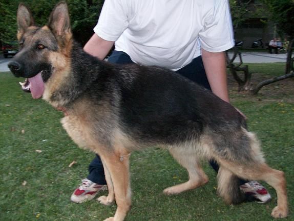 Cachorros de pastor alemán