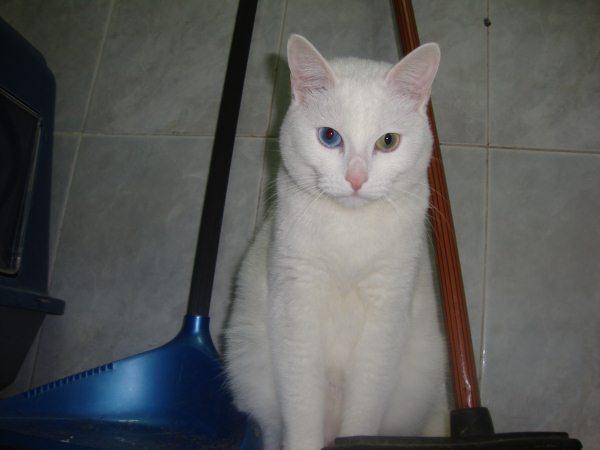 Preciosa gatita blanca en adopcion