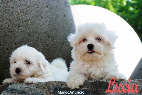 Bichon maltes Increibles cachorros de Pura Raza