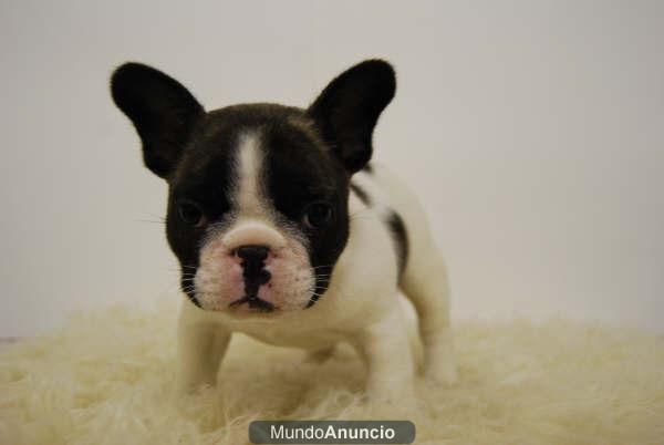 Bulldog Frances con 2 Meses para entregar