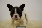 Bulldog Frances con 2 Meses para entregar - mejor precio | unprecio.es