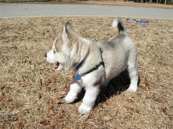 cachorritos de huski siberiano machos y hembras de varios colores GRAN OPORTUNIDAD .