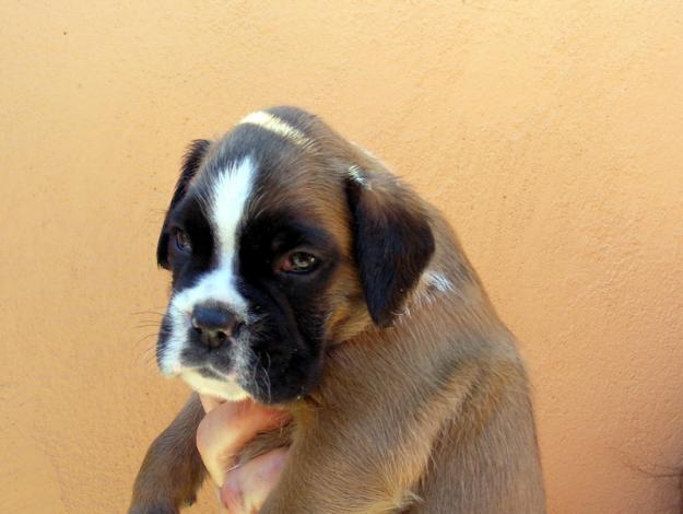 CACHORRO BOXER DORADO